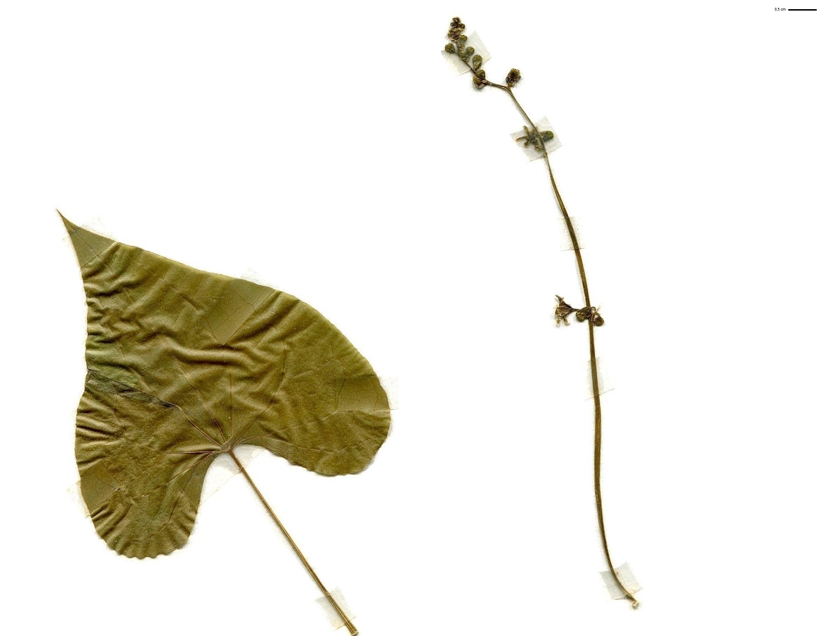 Dioscorea communis (Dioscoreaceae)